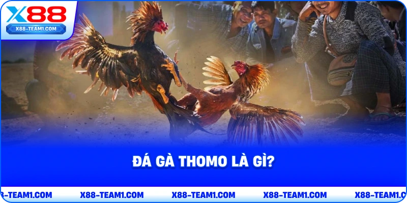 Đá Gà Thomo – Trải Nghiệm Thế Giới Cá Cược Hấp Dẫn 2 da-ga-thomo-la-gi