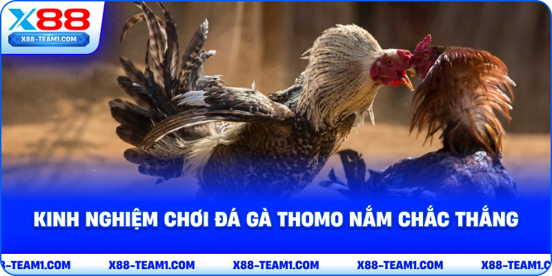 Đá Gà Thomo – Trải Nghiệm Thế Giới Cá Cược Hấp Dẫn 4 kinh-nghiem-choi-da-ga-thomo-nam-chac-thang