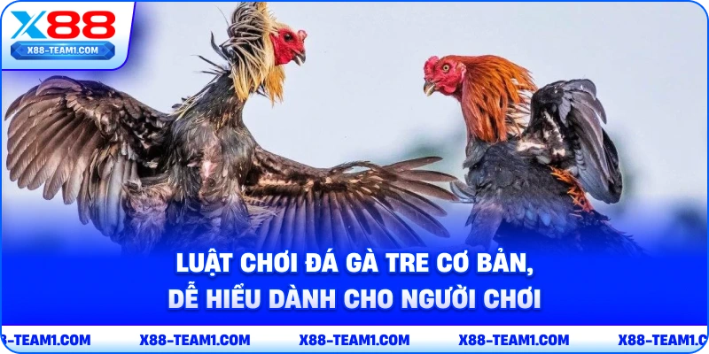 Khám Phá Hình Thức Đá Gà Tre Kịch Tính, Thú Vị Nhất 2026 3 luat-choi-da-ga-tre-co-ban-de-hieu-danh-cho-nguoi-choi